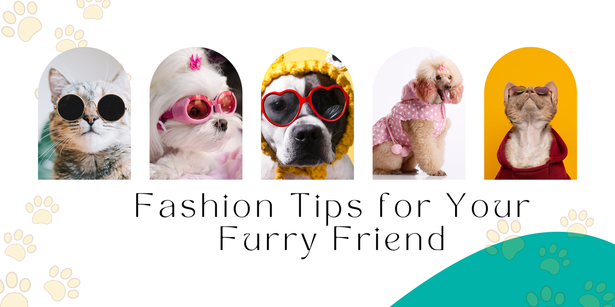 Fashion Tips for Your Furry Friend